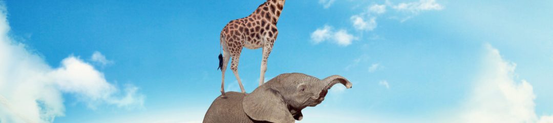Managing risk business challenges uncertainty concept. Elephant with giraffe walking on dangerous rope high in sky symbol balance overcoming fear for goal success. Young entrepreneur corporate world